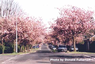 Cherry Trees